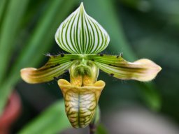 Paph.venustum004_mini